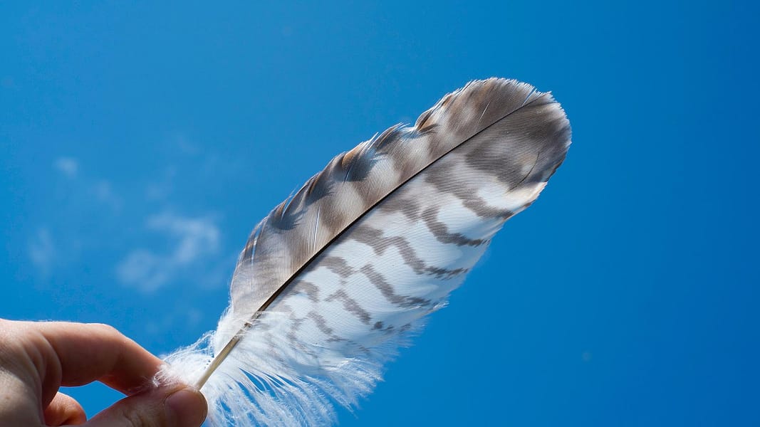 A Feather in the Sun