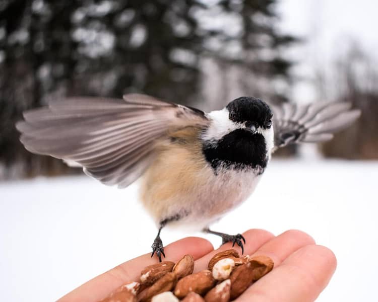 Missing Feeding of the Birds